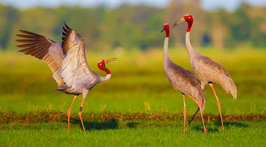 Thattekad Bird Sanctuary